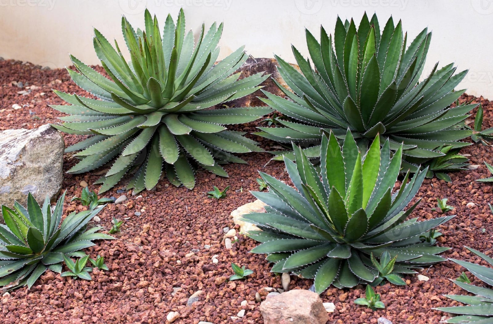 agave-plant-decorative-in-garden-outdoor-photo