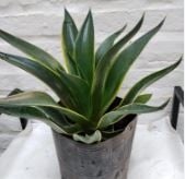 AGAVE7E77