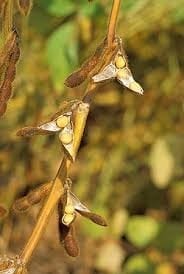 vaina glicina