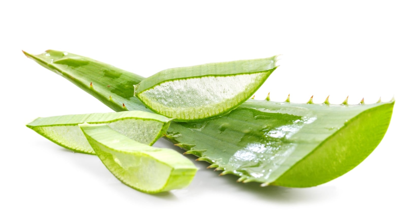 Aloe_Vera