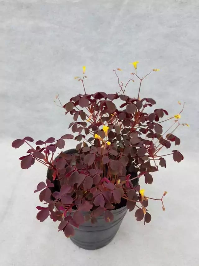 Planta 3