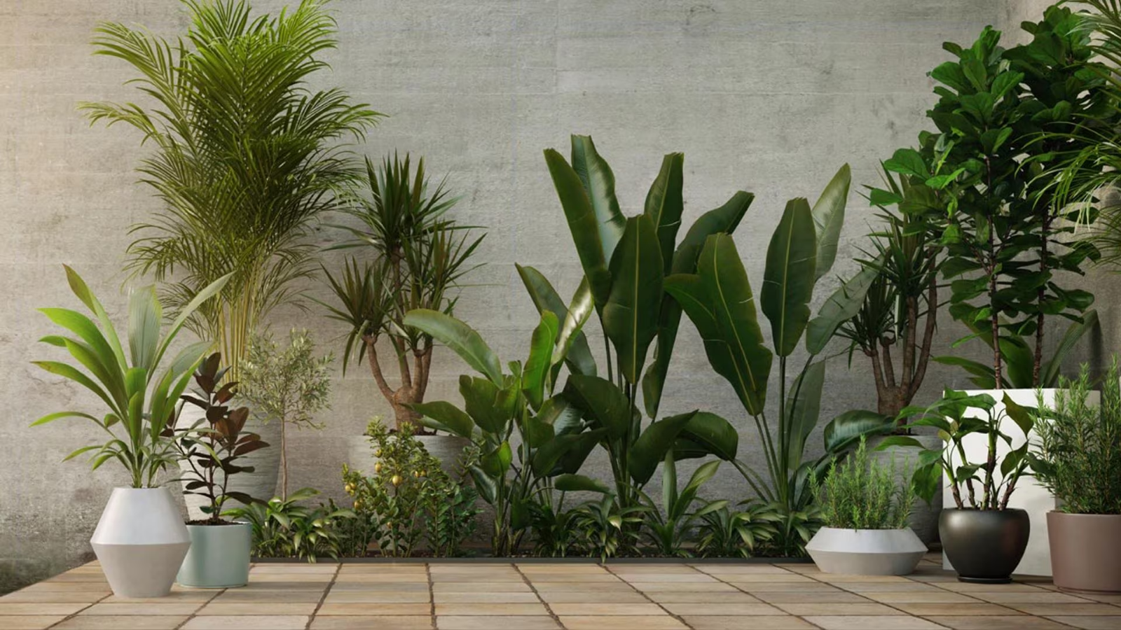 plantasw