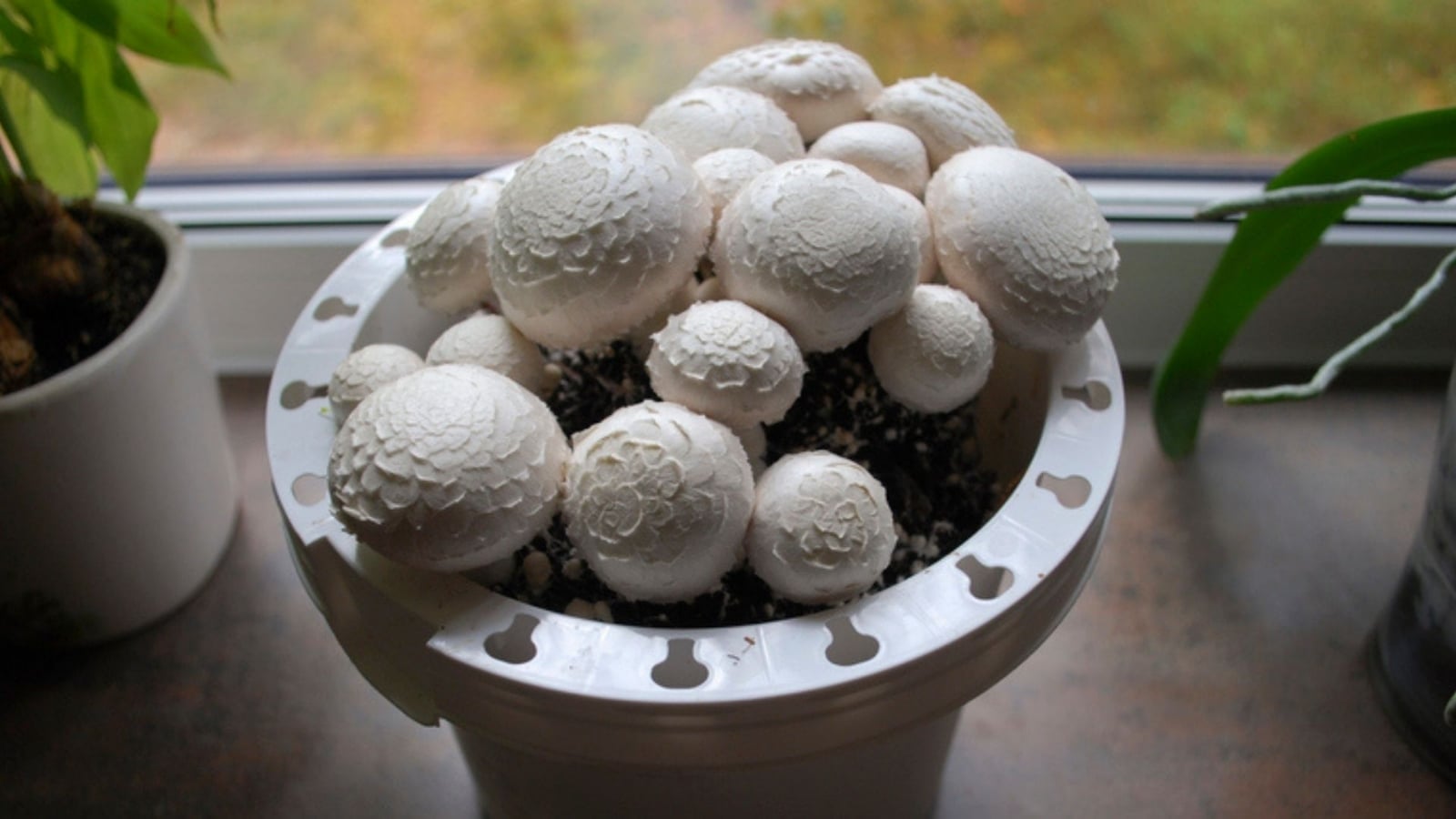 la_forma_de_cultivar_hongos_comestibles_champinones_setas._mas_efectiva_del_mundo1