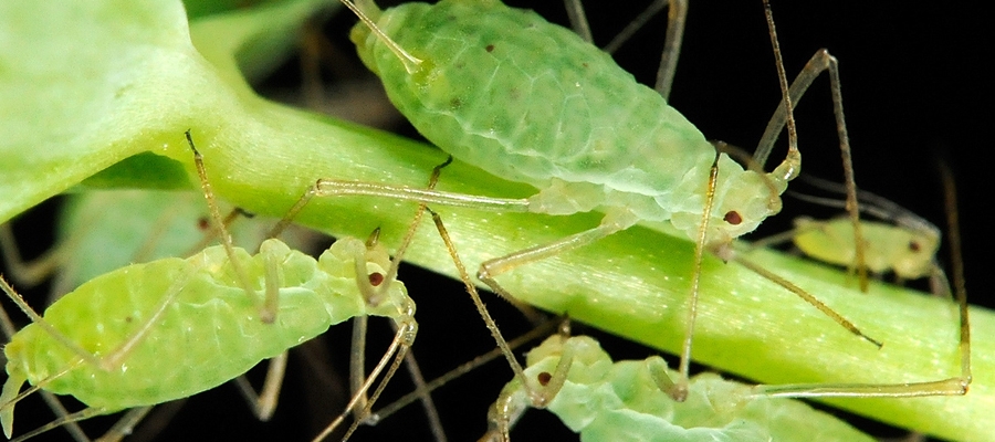 pulgones-plaga-clave-en-el-cultivo-de-trigo-900x400
