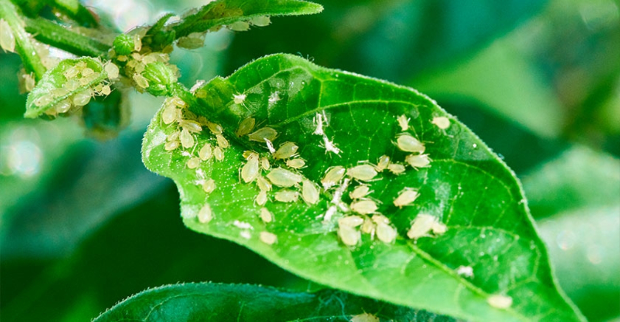 pulgones-en-planta(1)