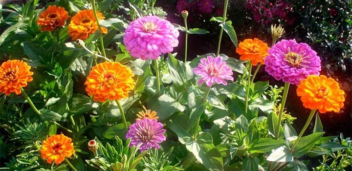 plantas1