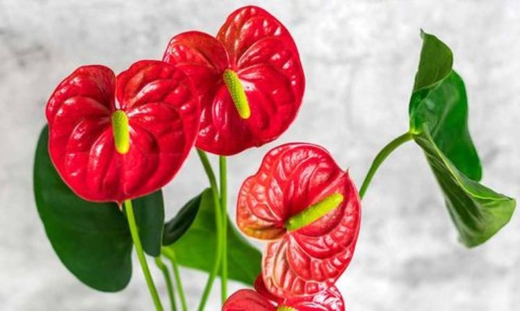 plantas2