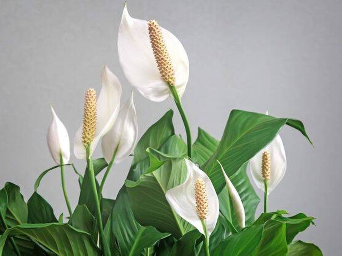 plantas1111