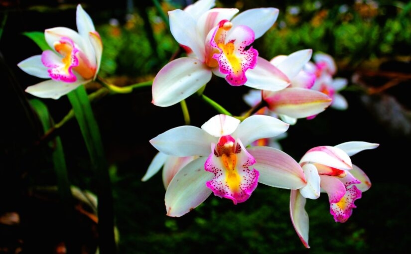 plantas 1 orquídeas