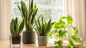 plantas4