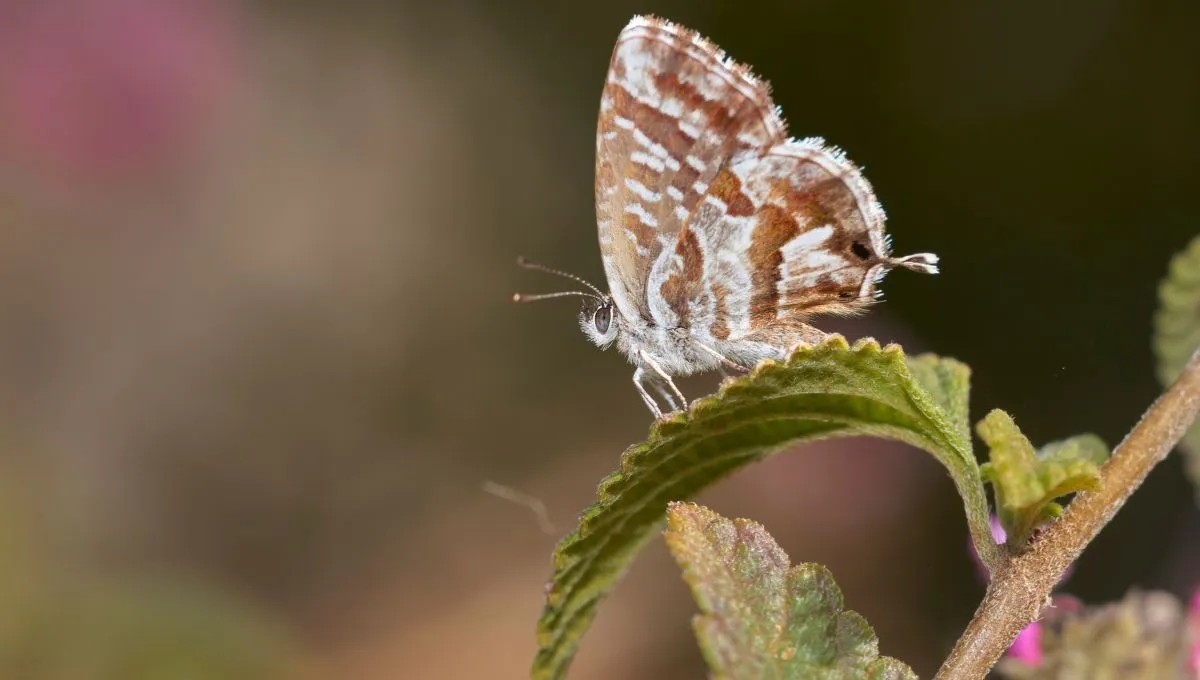 AnyConv.com__mariposa-del-geraniojpg