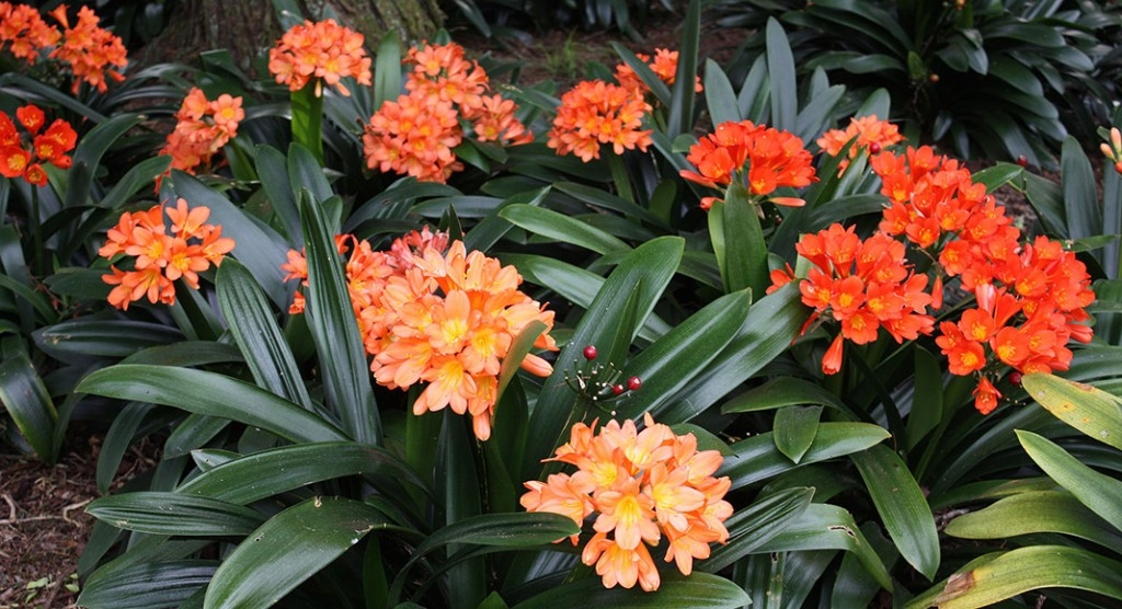 Clivia-miniata-as-ground-cover-1024x556