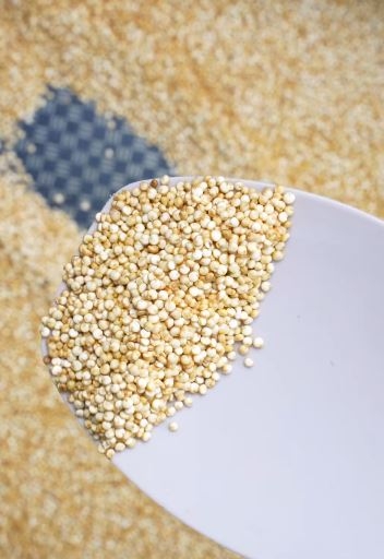quinoa888