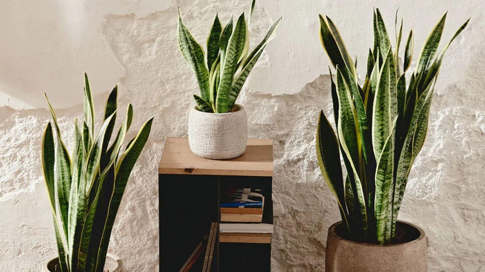 5f2815100d9e-sansevieria-trifasciata-cuidados-t (1)