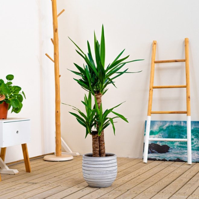 yucca