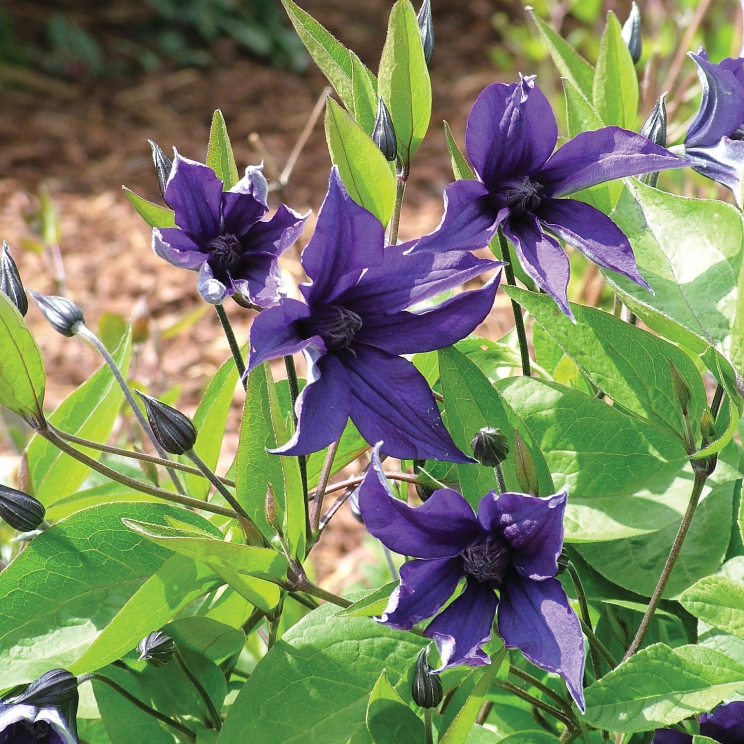 clematis_Sapphire_Indigo_clematis_DC_clesa_02