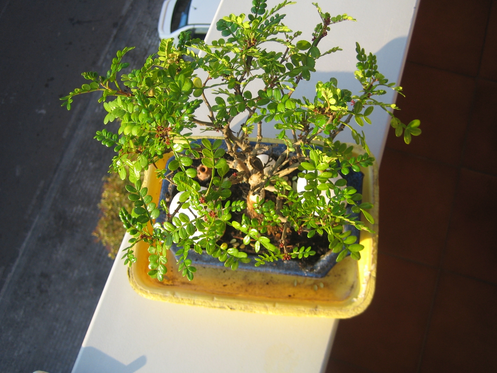 planta 3