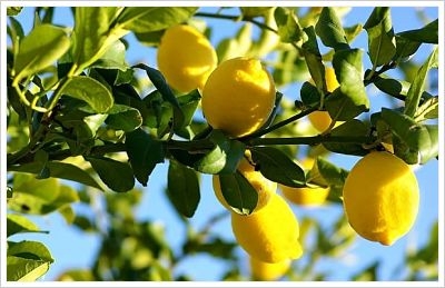 limonero-4_opt