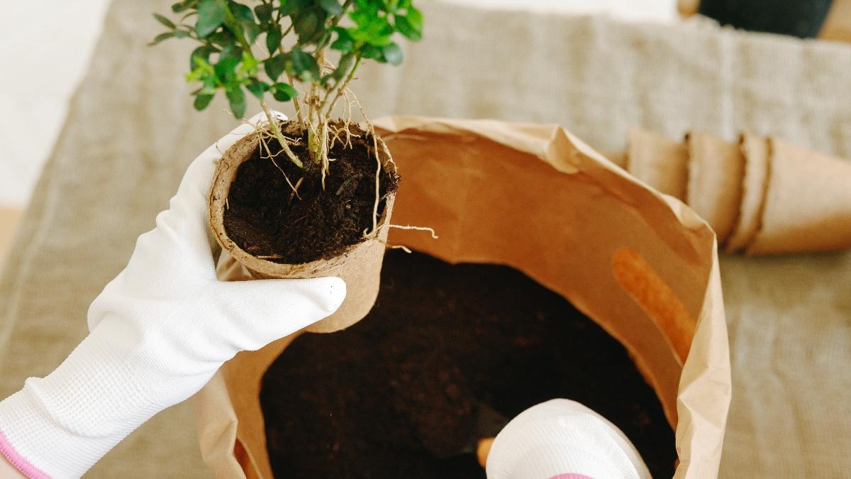 plantas4