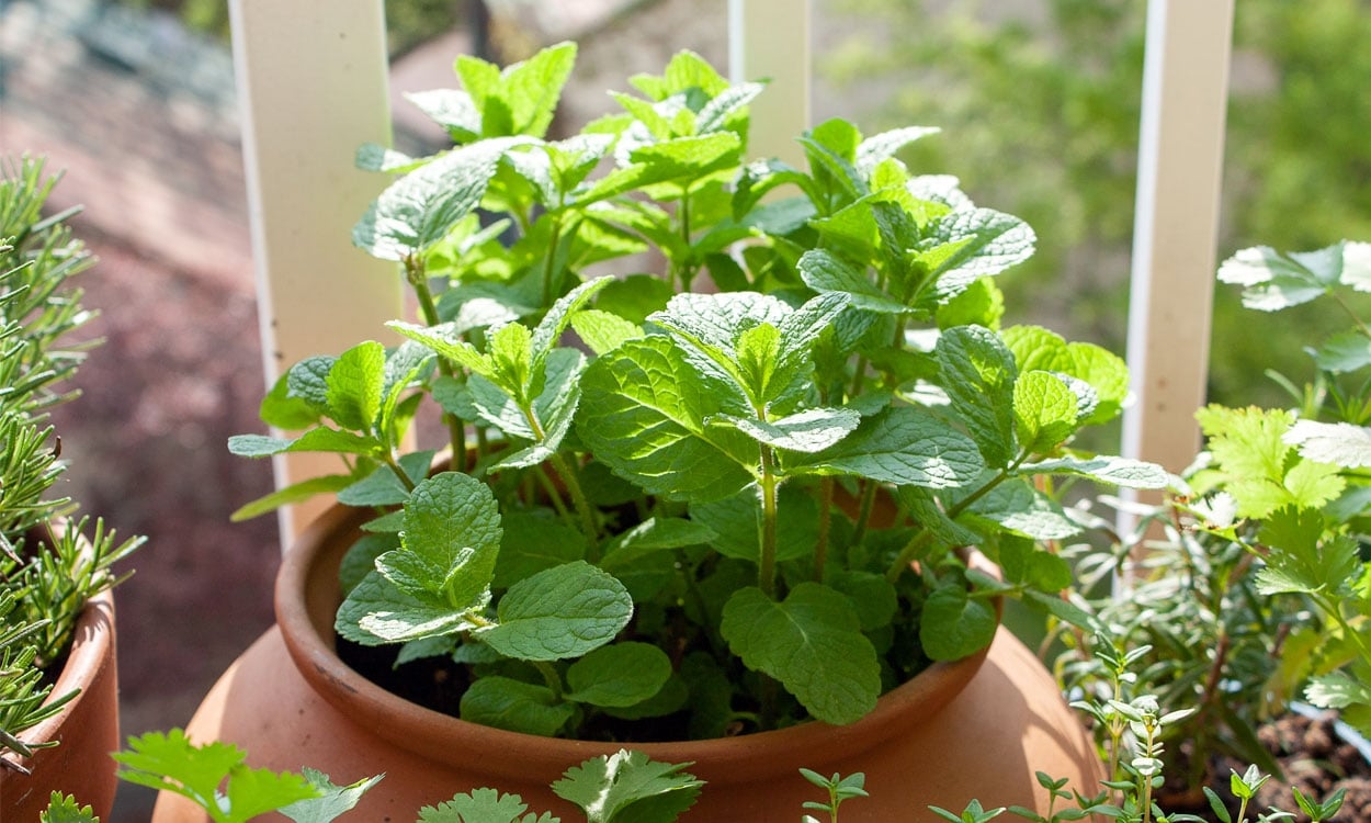 menta 2