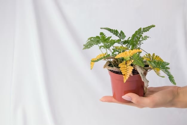 Planta 5