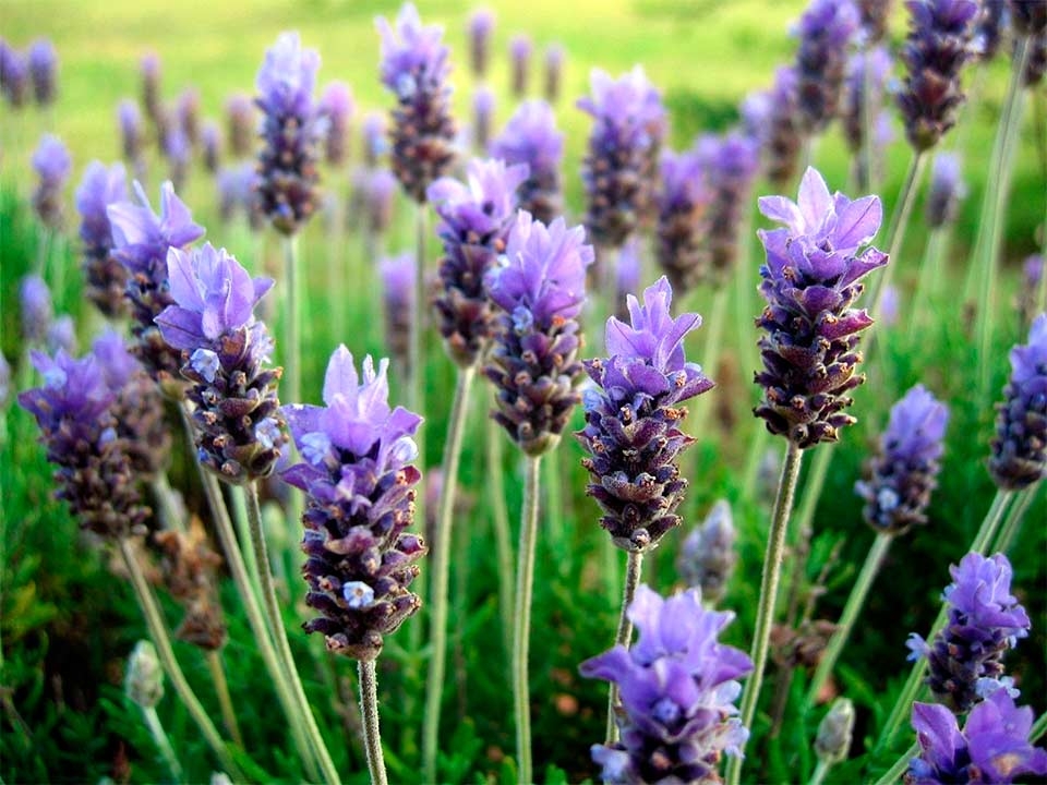 lavanda-patagonia