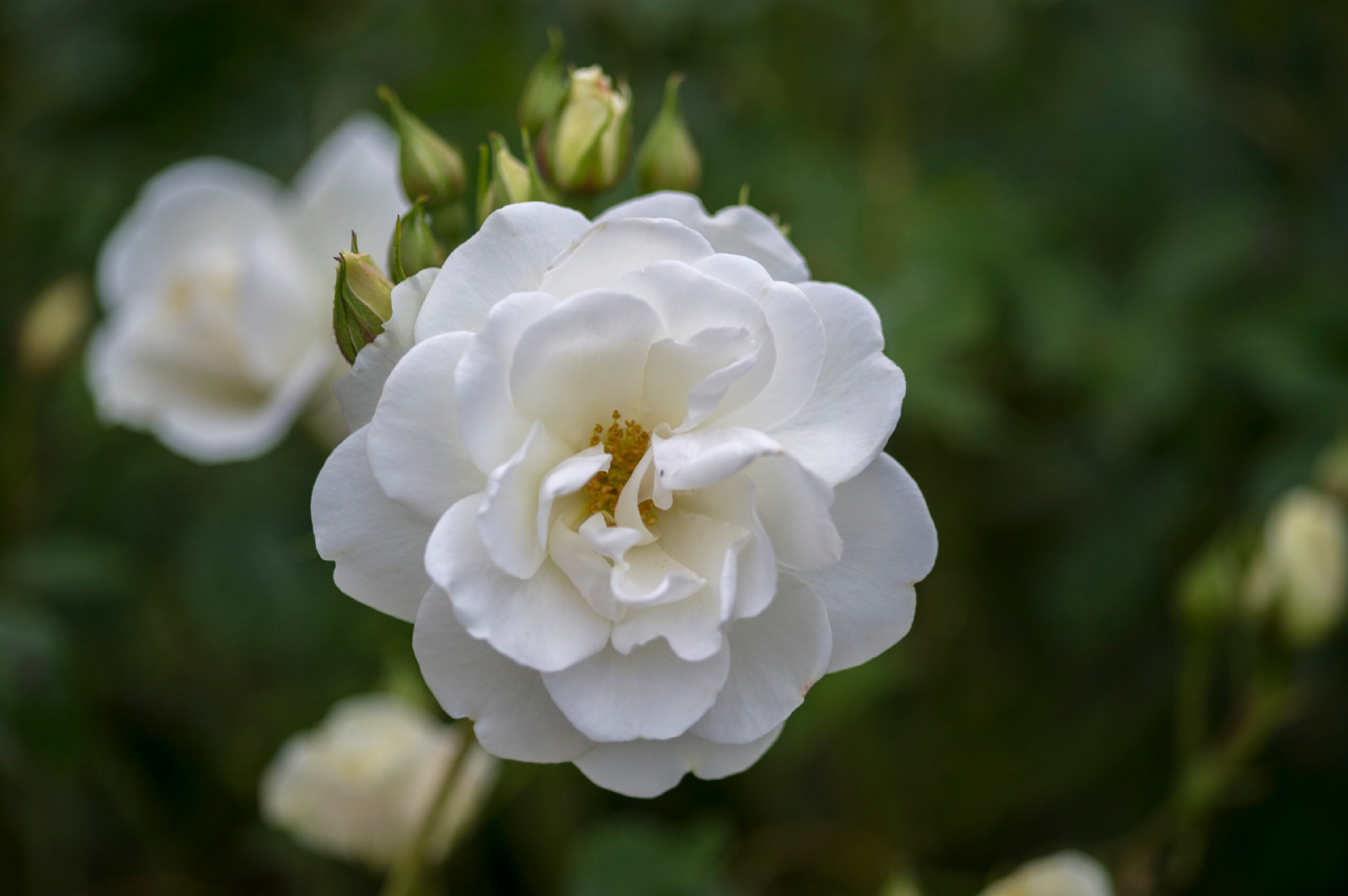 rosa iceberg