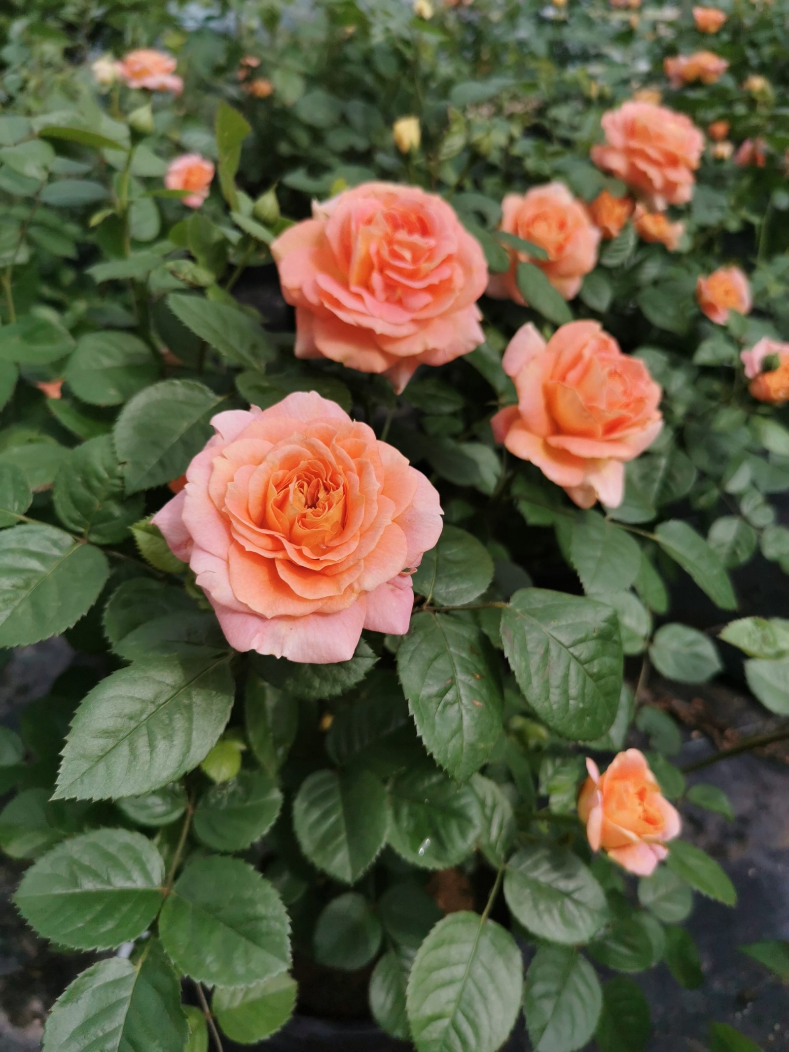 Rose-Oldes-Collage-6-scaled