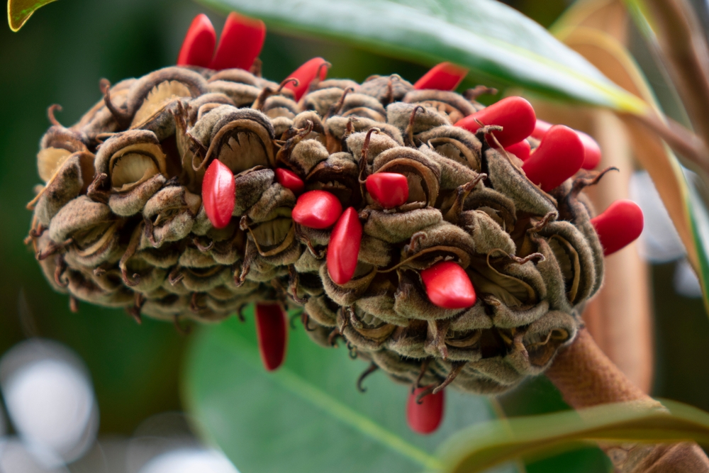 magnolia-grandiflora-fruto