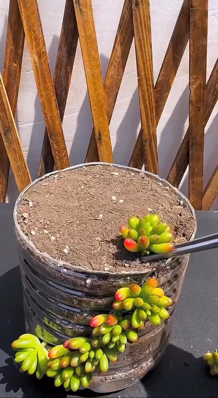 Suculentas 2