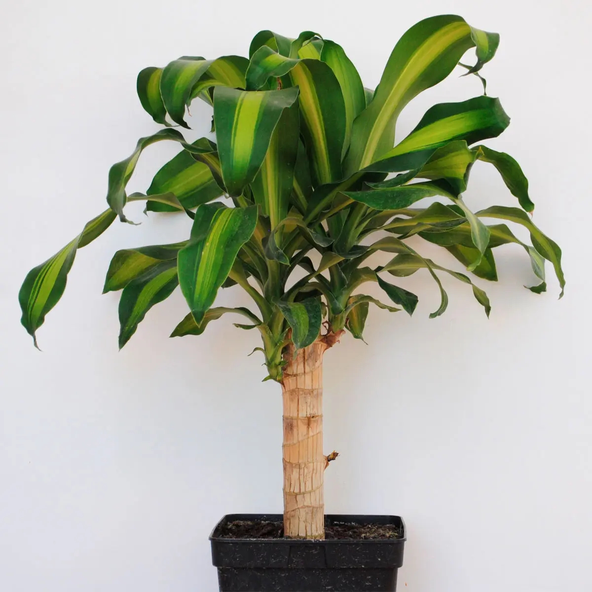 palodeagua_encactus.jpg