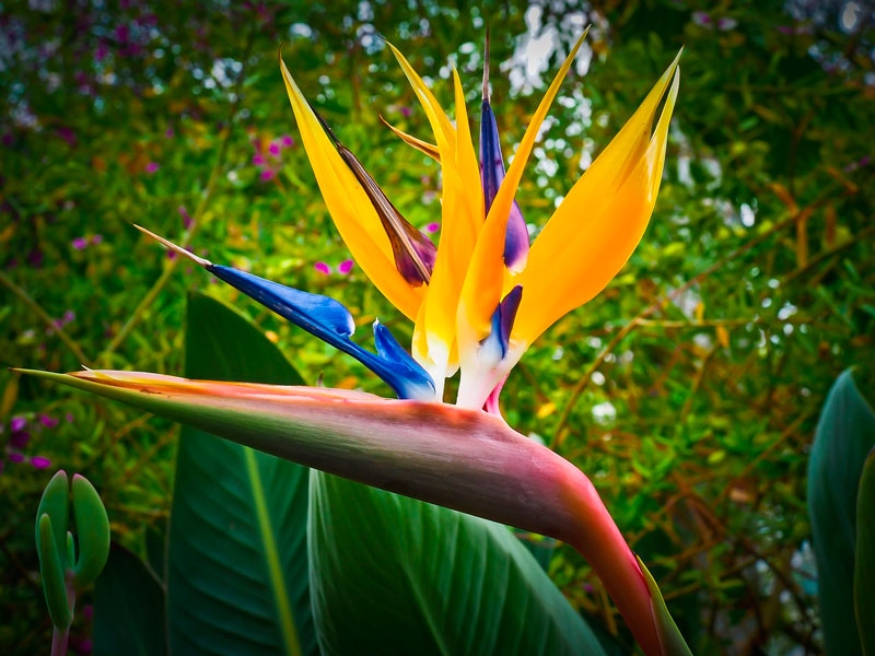 strelitzia 2