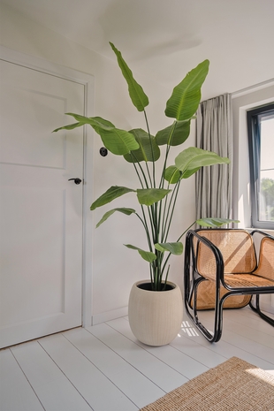 strelitzia 3