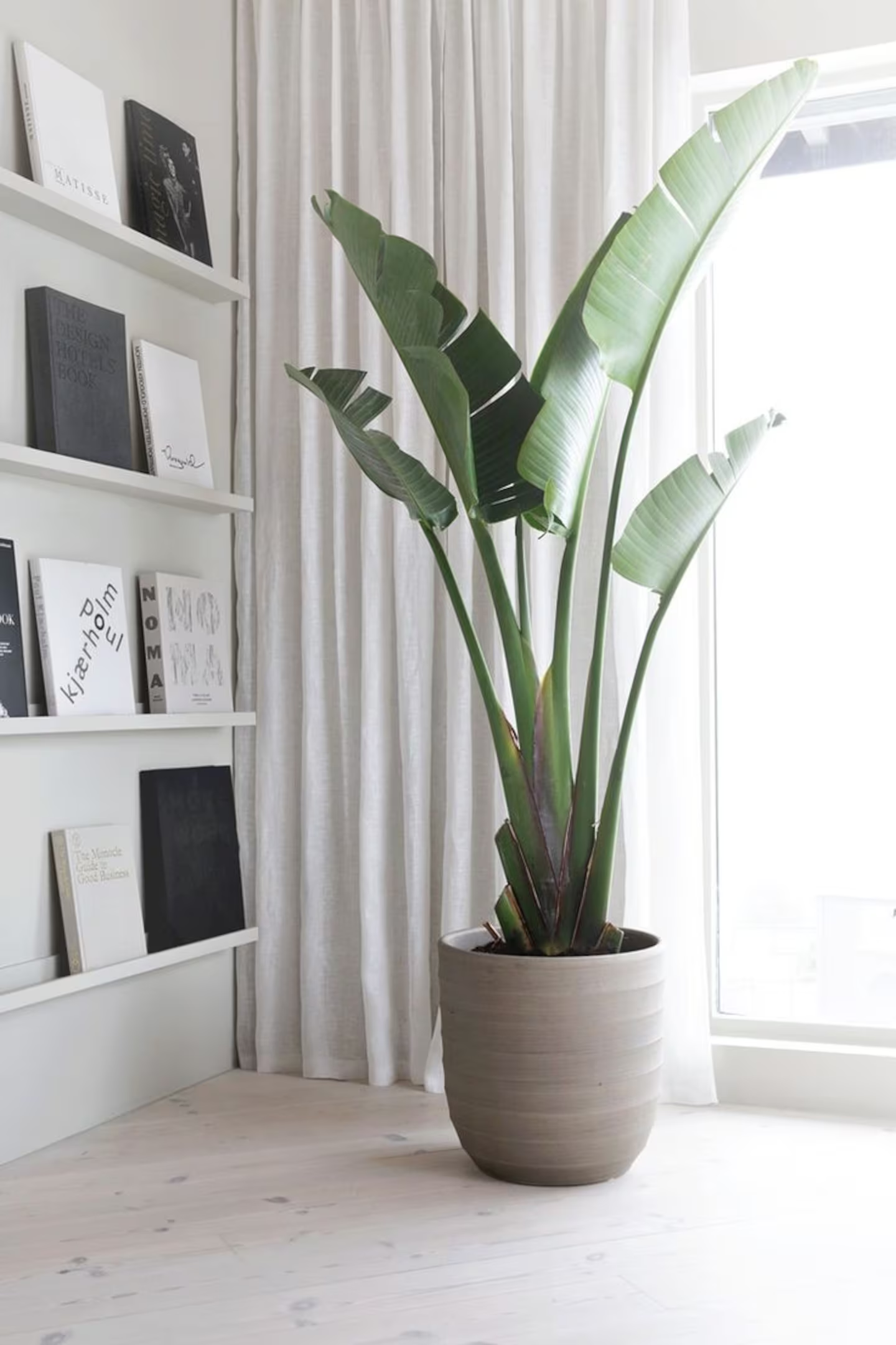 strelitzia