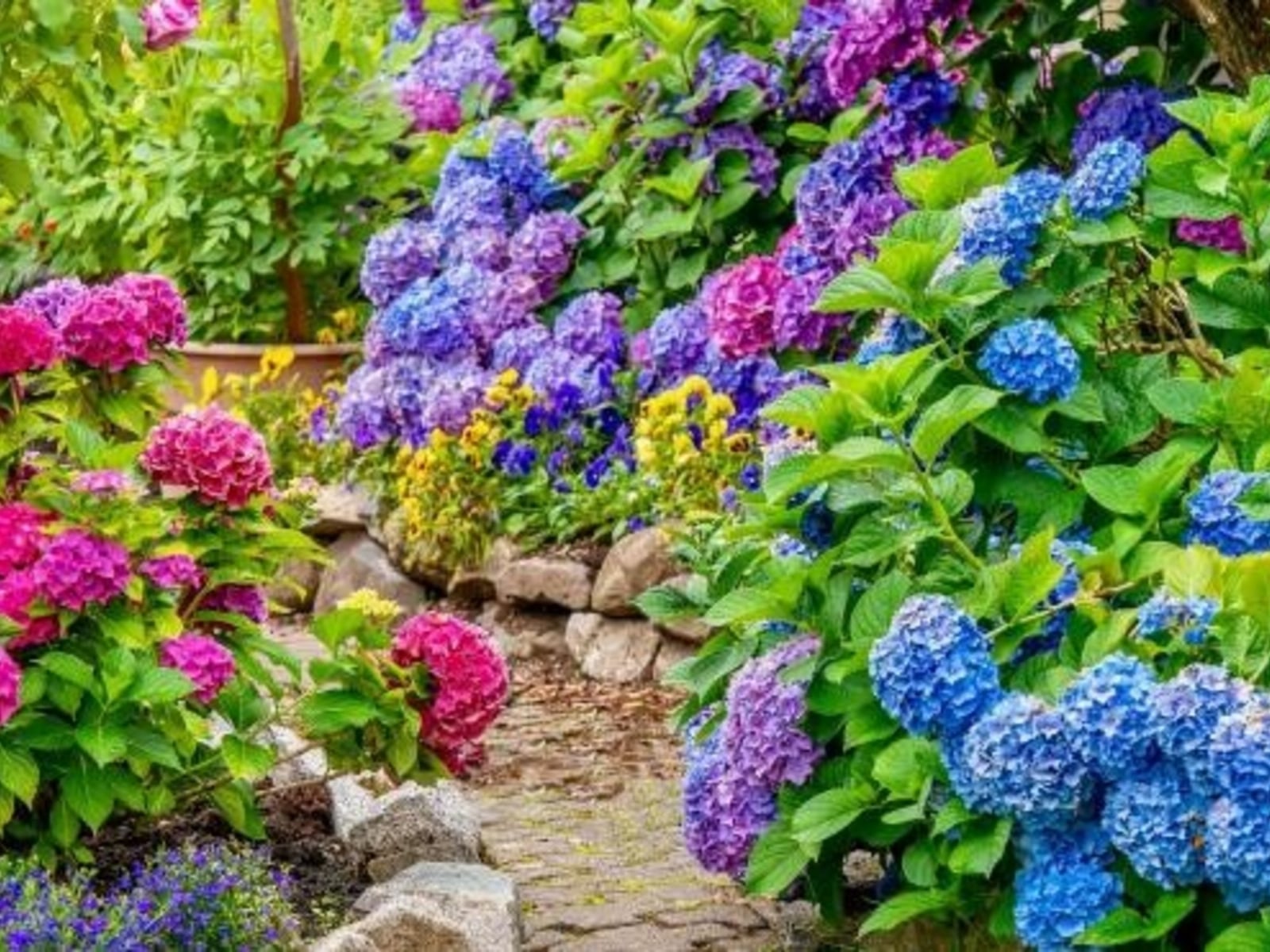 Hortensias