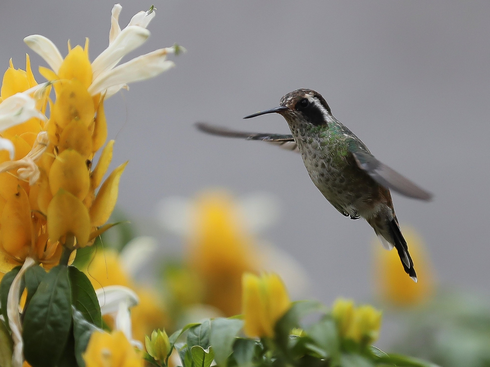 colibri