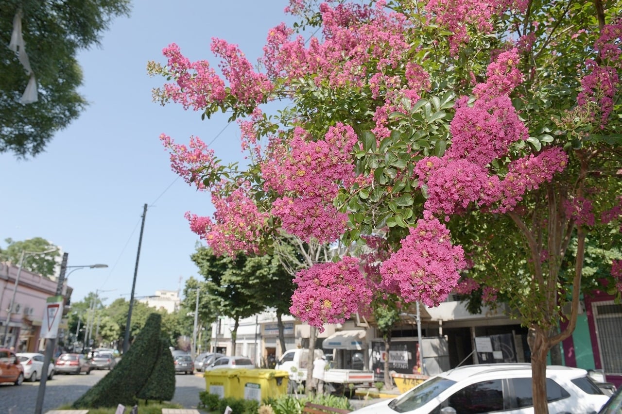 Árbol. Fuente (Instagram).
