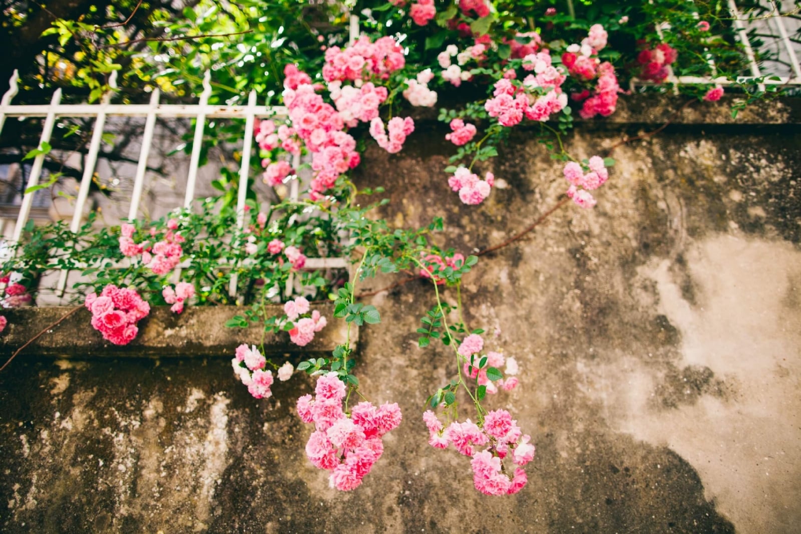 Plantas