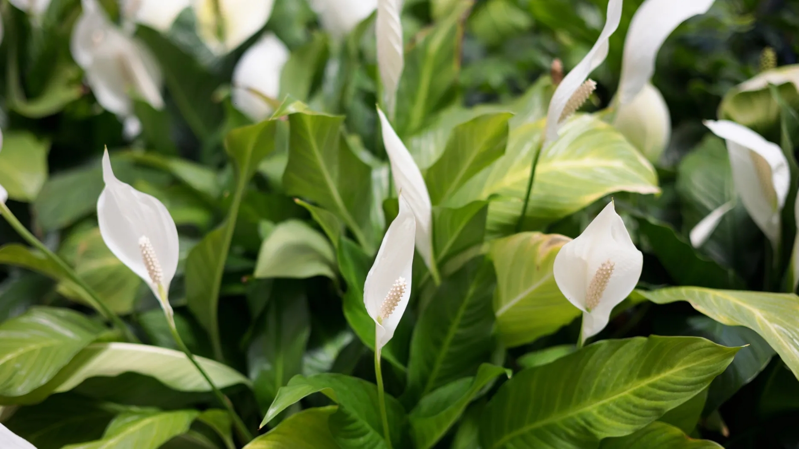 Planta 2 (1)