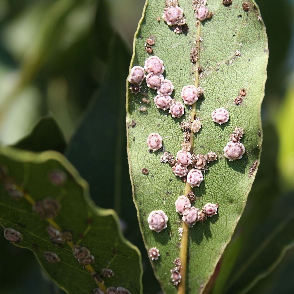 2019-08-Cochenilles-sur-feuilles-de-laurier