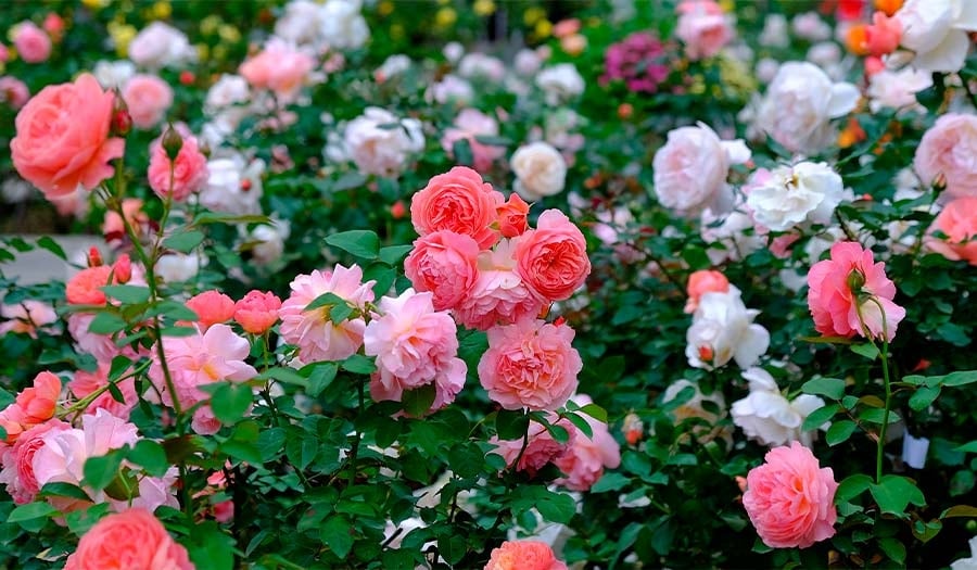 como-plantar-un-rosal
