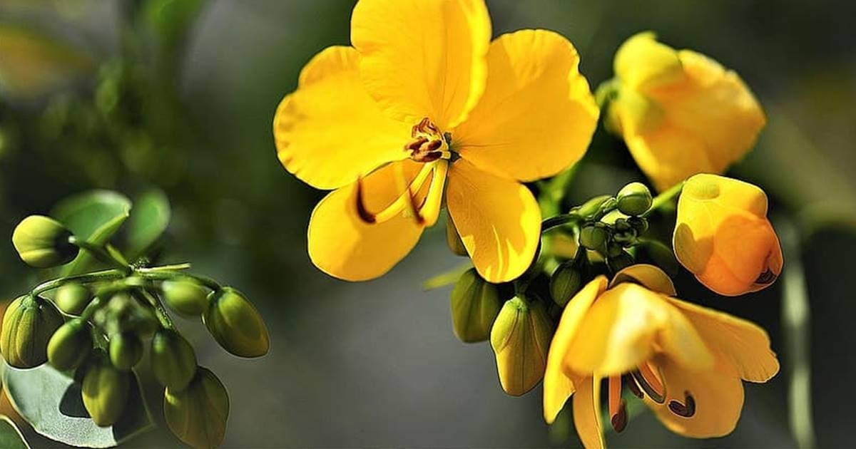 plantas2