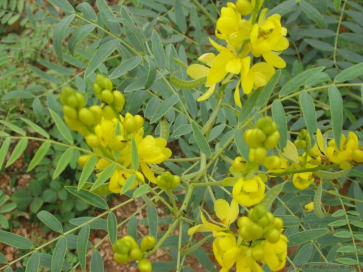 plantas1