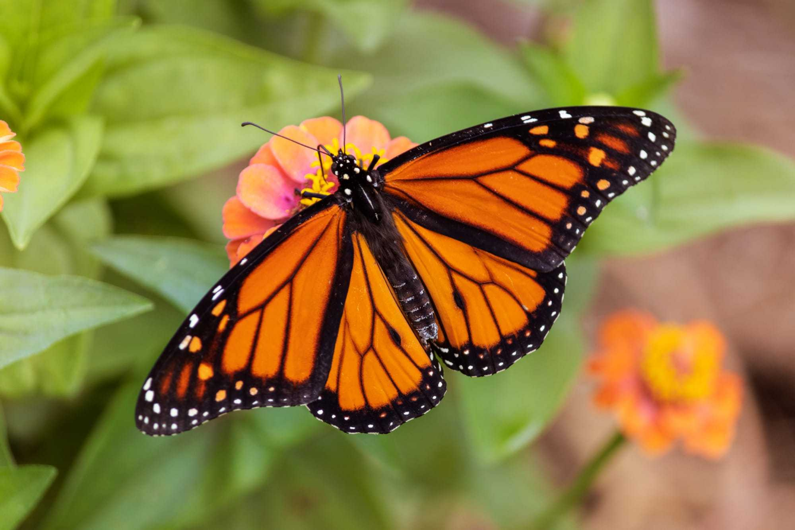 mariposas
