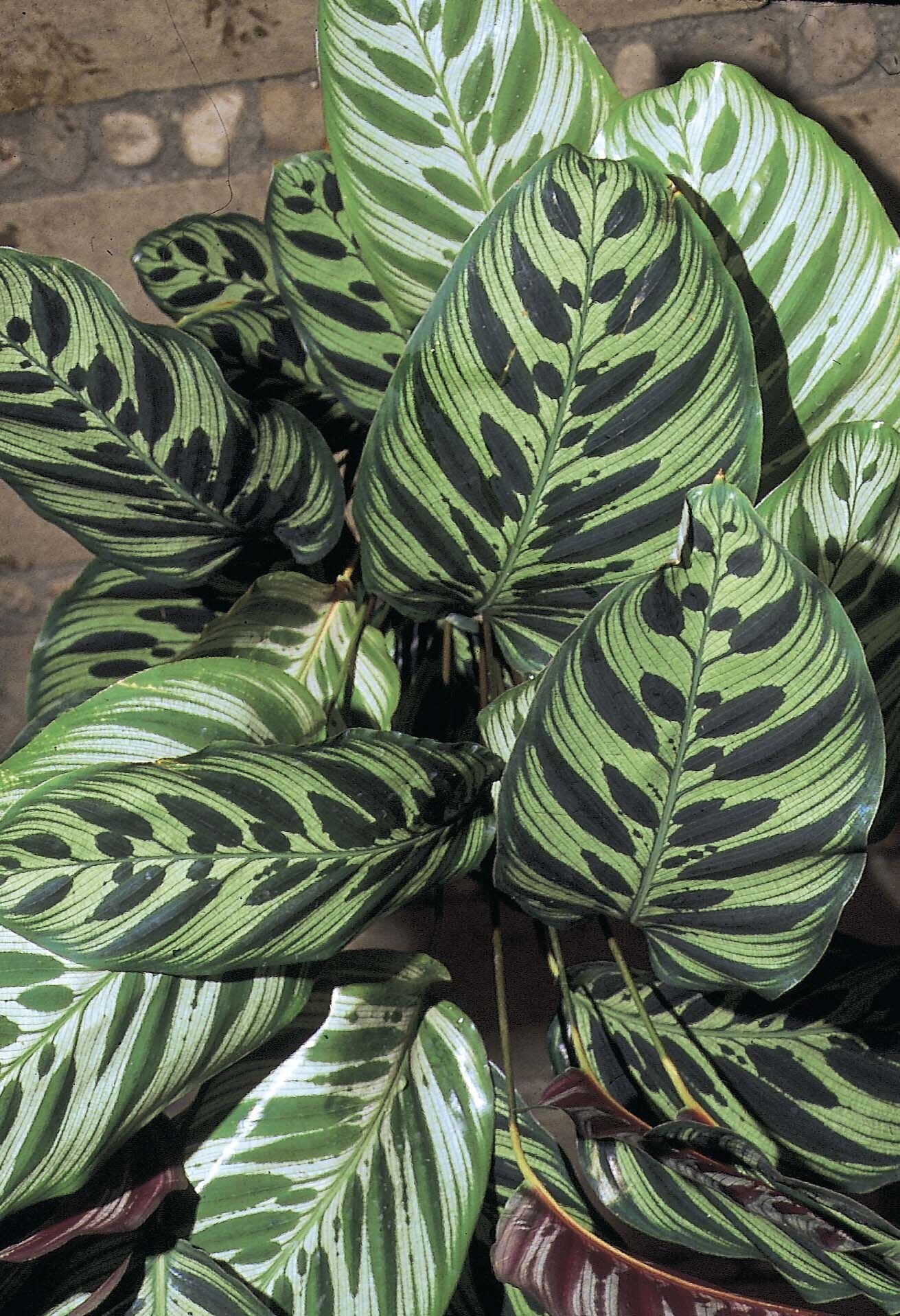 MARANTA (2)