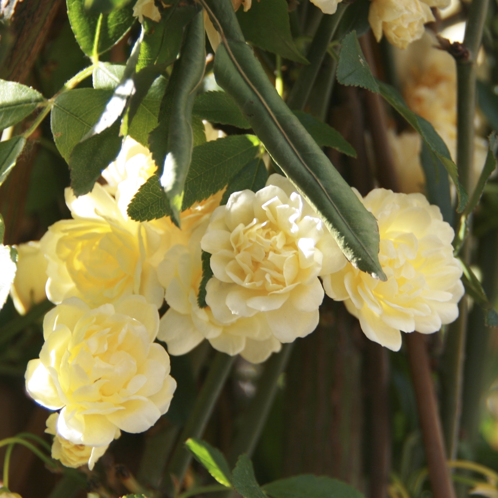 plantas222