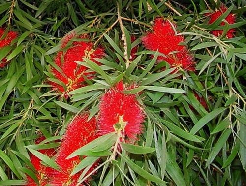 callistemon 2