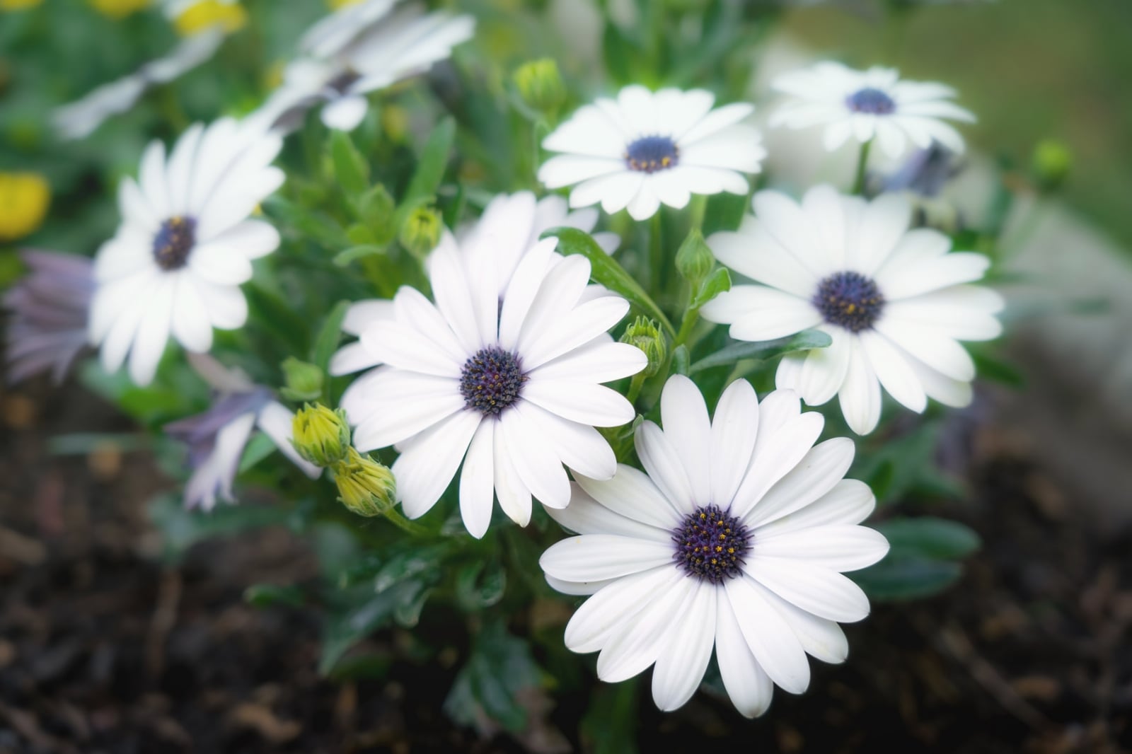 Osteospermum-Vivero-Multiplant