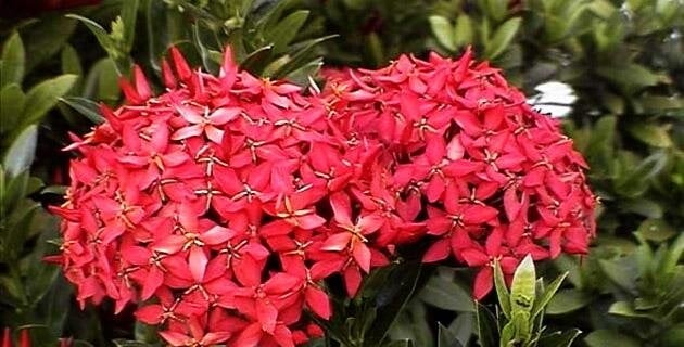 CORALILLO 3 (1)