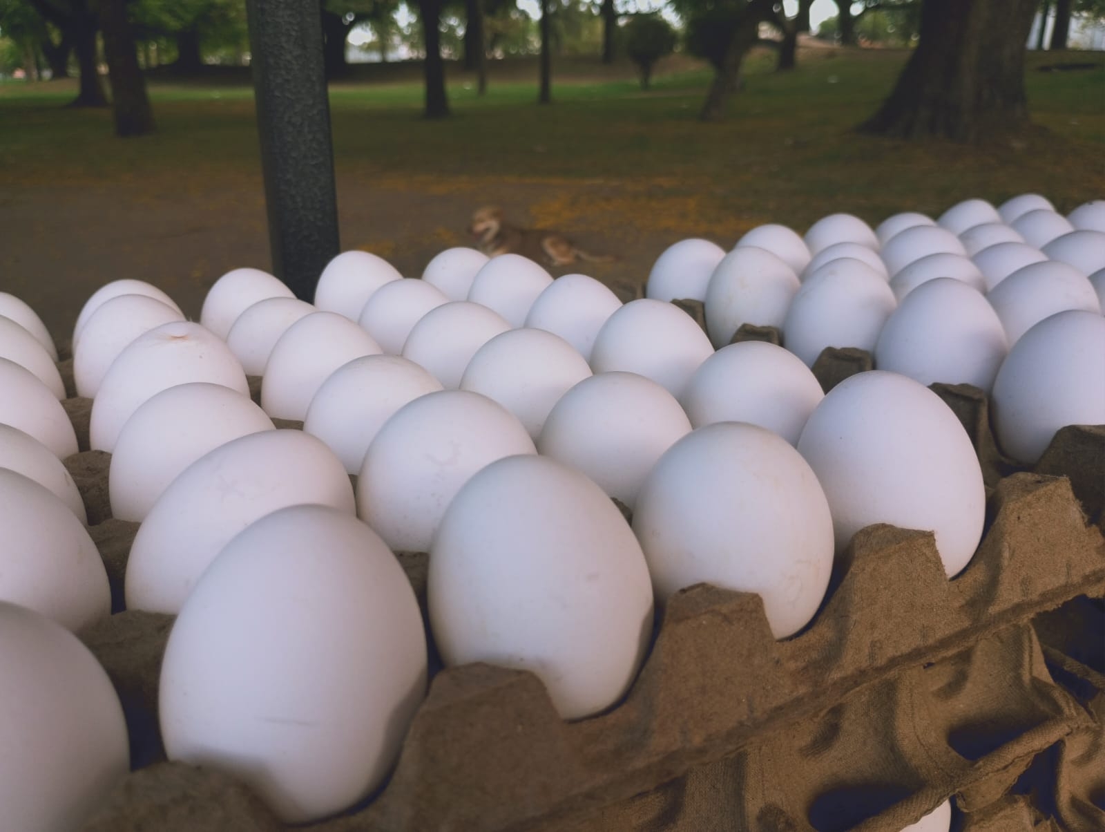 maples de huevos